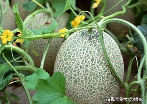 吃白哈密瓜,探寻白哈密瓜的甜蜜诱惑