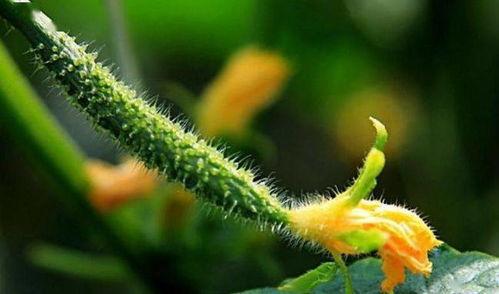 梦到吃黑色瓜,黑色瓜果的神秘诱惑