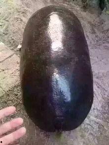 梦到吃黑色瓜,黑色瓜果的神秘诱惑