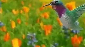 傈僳歌曲遛鸟视频吃瓜,一场别开生面的吃瓜盛宴