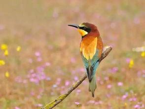 傈僳歌曲遛鸟视频吃瓜,一场别开生面的吃瓜盛宴