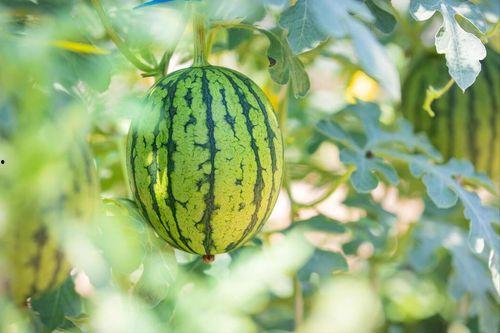 成都吃瓜哪家好,揭秘成都吃瓜哪家强