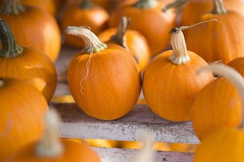 立春吃瓜的说法,探寻传统习俗中的美食智慧