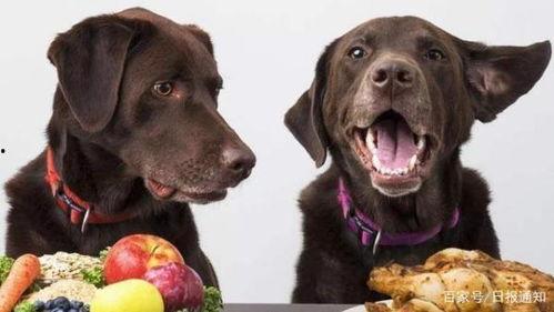 看瓜吃狗粮,看瓜吃狗粮的趣味人生