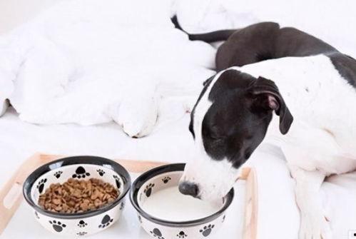 看瓜吃狗粮,看瓜吃狗粮的趣味人生