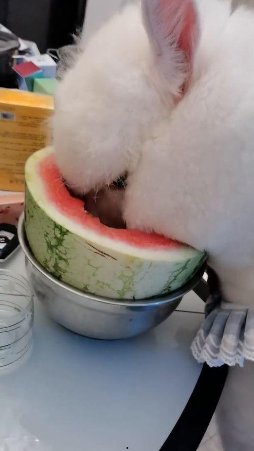 羊驼吃大瓜,揭秘羊驼吃大瓜的趣味瞬间