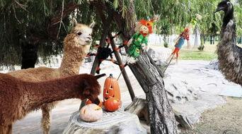 羊驼吃大瓜,揭秘羊驼吃大瓜的趣味瞬间