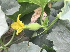 去瓜地找瓜吃,一场寻瓜之旅的欢乐体验