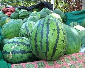 怎样看吃瓜视频,揭秘吃瓜视频背后的娱乐现象与心理效应