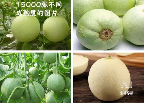 怎样看吃瓜视频,揭秘吃瓜视频背后的娱乐现象与心理效应