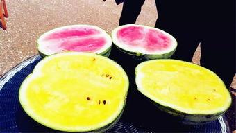 吃瓜微区,网络热议背后的真相与趣味