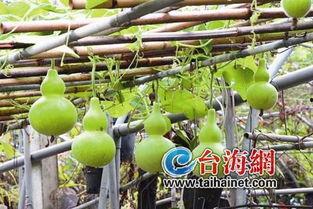 圆球葫芦瓜怎么吃,圆球葫芦瓜的多样食法探索