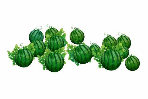 阿蒲吃的瓜,阿蒲的瓜界探险记