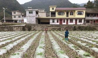 清苑大庄吃瓜事件,一场引发热议的社区冲突揭秘