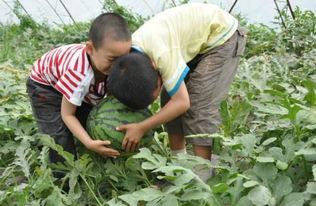 清苑大庄吃瓜事件,一场引发热议的社区冲突揭秘