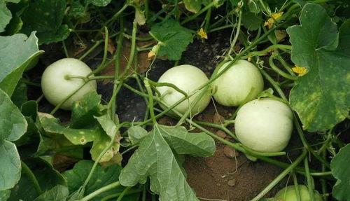 吃世界最甜的瓜,探寻全球最甜瓜果之旅