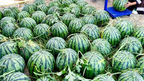 吃世界最甜的瓜,探寻全球最甜瓜果之旅