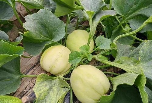 吃瓜变白,吃瓜也能变白？揭秘神奇美白美食之旅