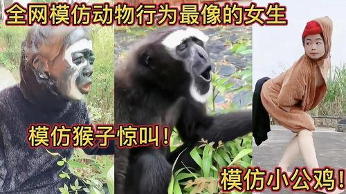 模仿动物吃瓜,动物们的“吃瓜”大作战