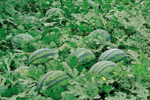 西瓜地怎么吃瓜,探索西瓜的多样食用方式