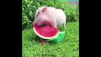 小猪吃羊角瓜,羊角瓜的奇妙之旅