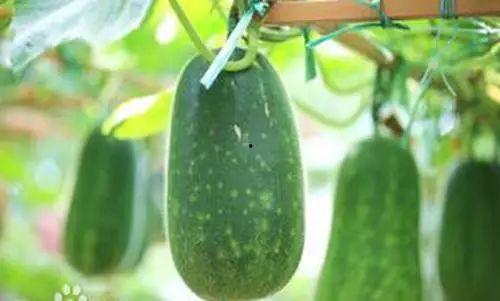 阳江网红吃瓜事件