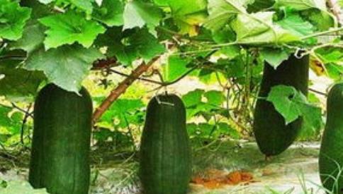 梦见吃绿色瓜很甜,揭秘绿色瓜的神秘寓意