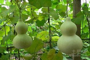 吃葫芦瓜的功效,润肺清热，养生保健的天然良药