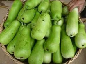 吃葫芦瓜的功效,润肺清热，养生保健的天然良药