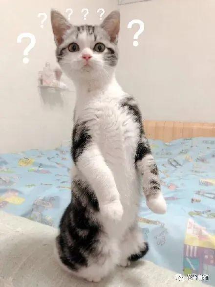 猫咪吃瓜手绘,萌态可掬的瞬间捕捉