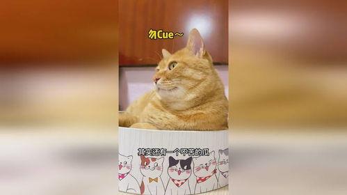 猫咪吃瓜手绘,萌态可掬的瞬间捕捉