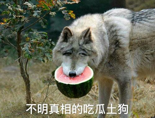 狼姐吃瓜基地,揭秘娱乐圈幕后风云