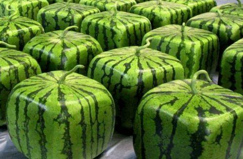 吃瓜环节中,一场全民参与的娱乐盛宴