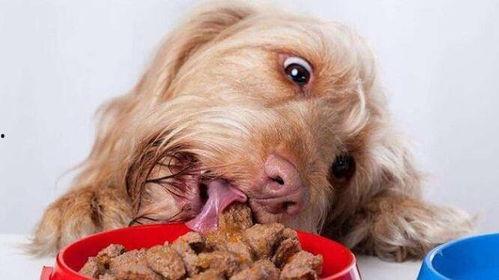 吃瓜吃章鱼吃狗视频,吃瓜、吃章鱼、吃狗的趣味视频大盘点