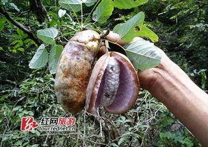 六月瓜怎么吃,解锁夏日清新美味