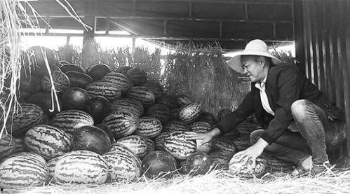 蒙城吃瓜群众事件,一场网络舆论的风暴与反思