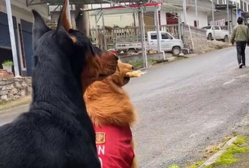 小狗看人吵架吃瓜,看人吵架，吃瓜群众的小小观察