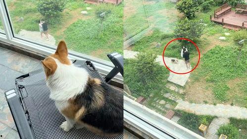 小狗看人吵架吃瓜,看人吵架，吃瓜群众的小小观察