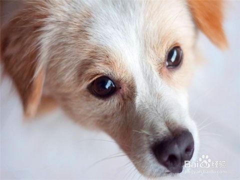 小狗看人吵架吃瓜,看人吵架，吃瓜群众的小小观察