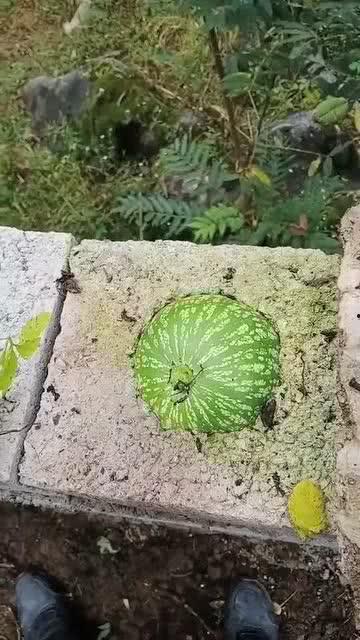 搞笑吃瓜短视频,带你领略欢乐瞬间