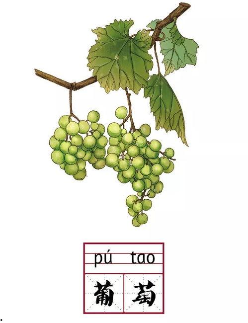 拼音吃瓜,揭秘吃瓜群众的趣味生活