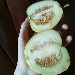 吃哈密瓜可以吃甜瓜马,解锁甜瓜美味新境界
