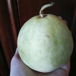 吃哈密瓜可以吃甜瓜马,解锁甜瓜美味新境界