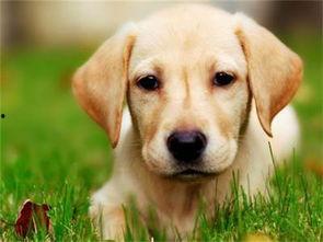 拉布拉多可以吃哈密瓜,哈密瓜的甜蜜诱惑