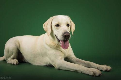 拉布拉多可以吃哈密瓜,哈密瓜的甜蜜诱惑