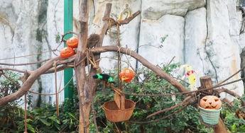 围观吵架吃瓜动物