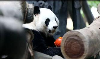 围观吵架吃瓜动物