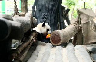 围观吵架吃瓜动物