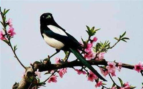 陕西吃瓜喜鹊视频播放,揭秘视频播放背后的热门现象