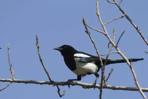 陕西吃瓜喜鹊视频播放,揭秘视频播放背后的热门现象